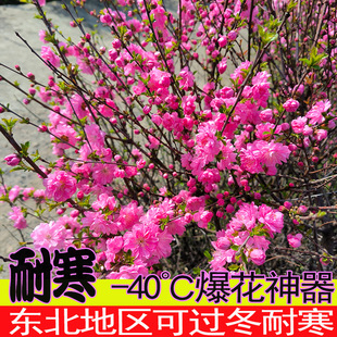 东北重瓣榆叶梅耐寒耐热小桃红绿篱花冠树苗梅花树苗绿化苗抗寒
