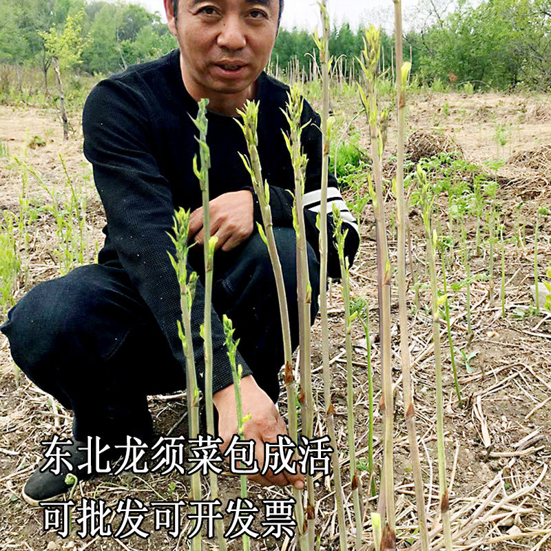 牛尾菜根苗包成活东北山野菜苗龙须菜种苗龙须菜3年苗蔬菜苗现挖
