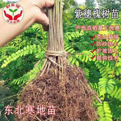 紫穗槐树苗护坡树苗东北绿化苗油条穗花槐棉条紫穗槐油条苗圃直供