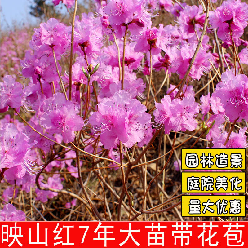 东北毛杜鹃树苗映山红苗金达莱砬子香杜鹃比利时杜鹃满山红大苗
