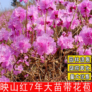 东北毛杜鹃树苗映山红苗金达莱砬子香杜鹃比利时杜鹃满山红大苗