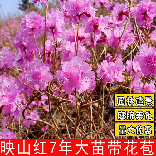 东北毛杜鹃树苗映山红苗金达莱砬子香杜鹃比利时杜鹃满山红大苗