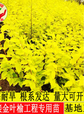 到来福耐寒地接金叶榆绿化工程苗