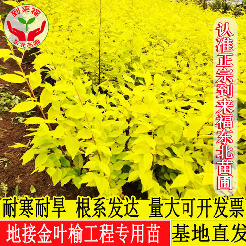 到来福耐寒地接金叶榆绿化工程苗