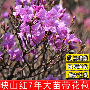 东北毛杜鹃树苗映山红苗金达莱砬子香杜鹃比利时杜鹃满山红大苗