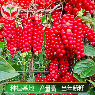 东北五味子苗辽五味子树苗 五倍子抗耐寒中草药树苗高产苗圃直供