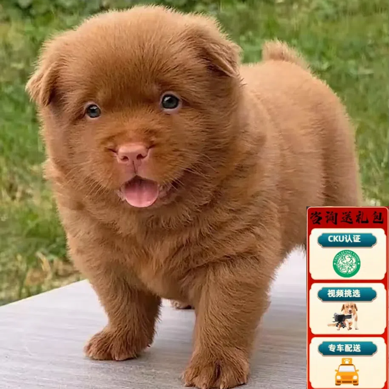 犬舍直销CKU认证大型五红犬幼犬