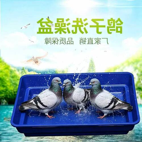 架站信鸽栖浴盆洗澡盆鸽子架专用