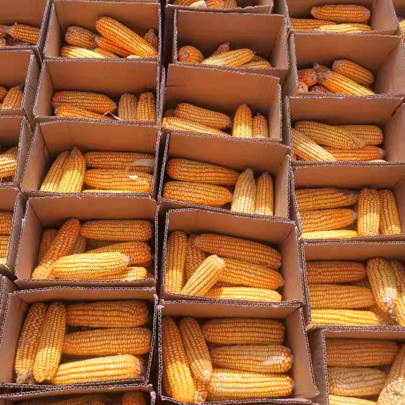 玉米棒玉米棒通风干燥处