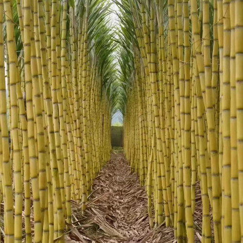 广西黄金甘蔗脆甜爽口汁多产地直销