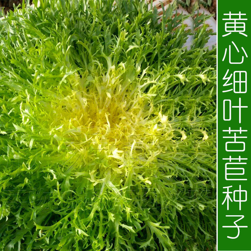 黄心细叶苦苣苦菊种子农