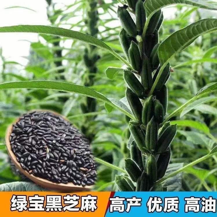 矮脚油芝麻种子中早熟非图片