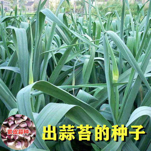 农家独苗蒜种子寒蒜薹蒜