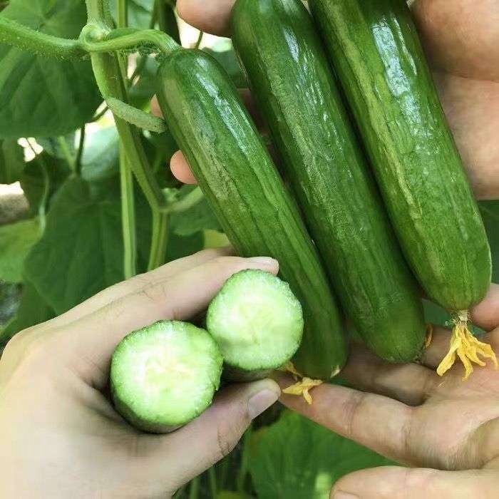荷兰无刺水果黄瓜种子阳图片