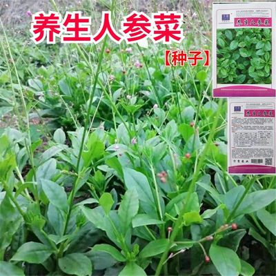 养生人参种子土籽土高丽参