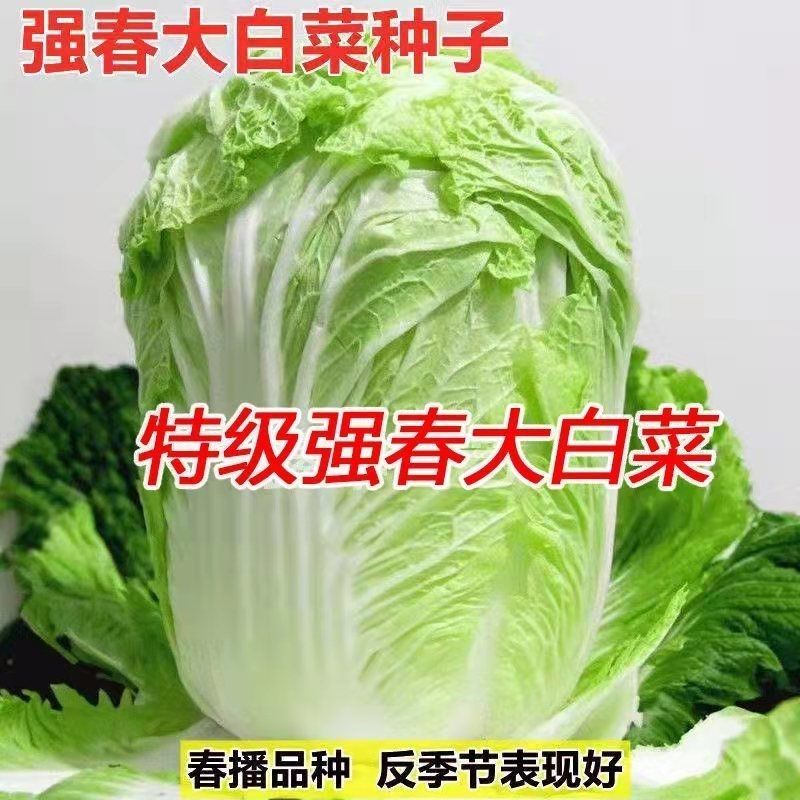 【耐热40度】夏播抗热白