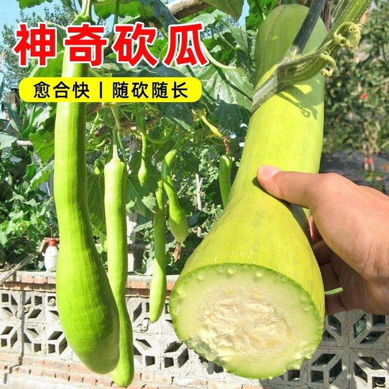 【今年新种】神奇砍瓜种