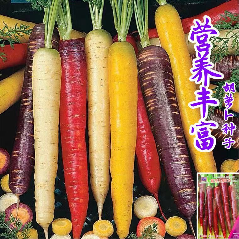胡萝卜种子四季播种紫色