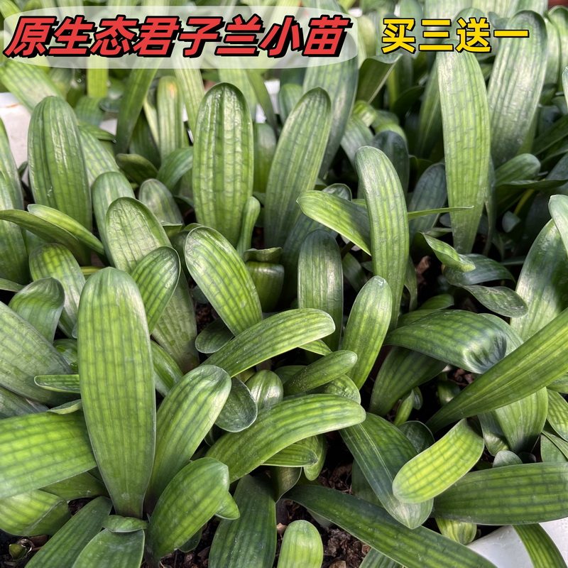 原生态君子兰小苗3颗裸根发货无科技精筛品种二线小苗3颗送1颗