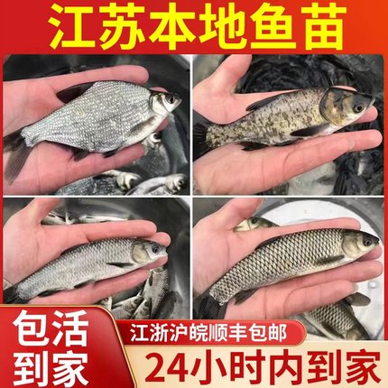 江苏草鱼螺蛳青鱼花鲢白鲢鳊鱼鲫鱼四大家鱼活体食用淡水养殖鱼苗