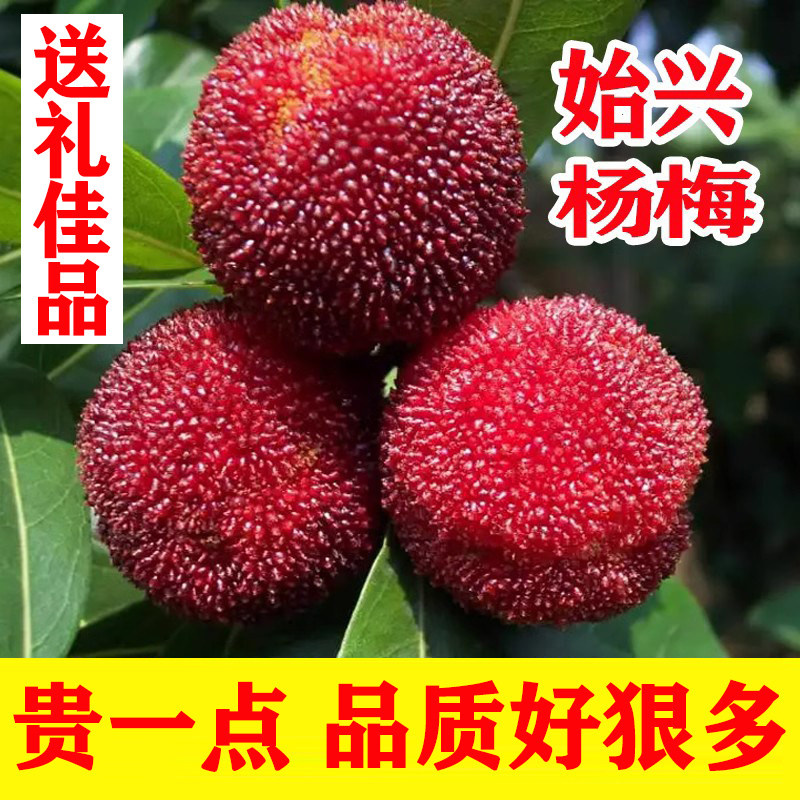 广东始兴杨梅鲜果 韶关特产东魁杨梅大黑梅 野生杨梅新鲜水果应季