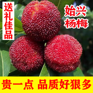 广东始兴杨梅鲜果 韶关特产东魁杨梅大黑梅 野生杨梅新鲜水果应季