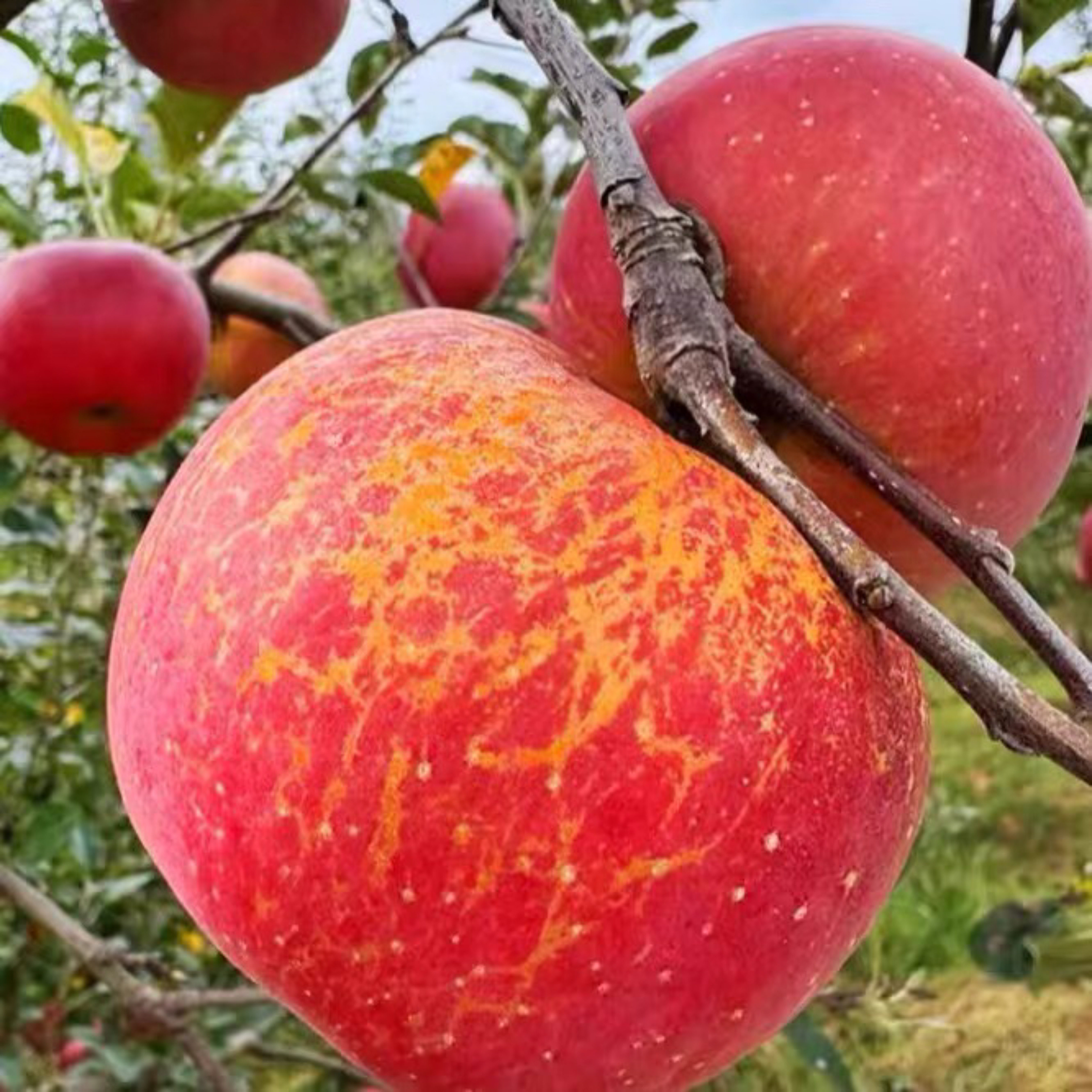 正宗大凉山糖心丑苹果甜脆当季新鲜水果多汁产地直发,水产肉类/新鲜蔬果/熟食,苹果,淘宝优惠券,粉丝福利购,淘宝优惠卷