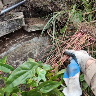 淫羊藿新鲜整棵正宗高原纯野生假一赔十 深山现挖淫羊藿滋补食材