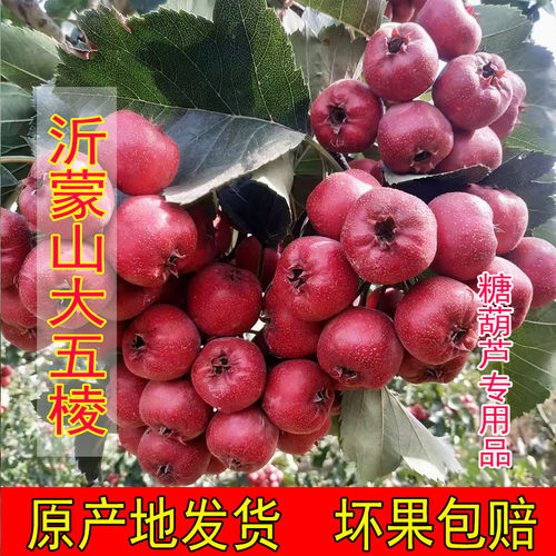 沂蒙山精品新鲜山楂鲜果坏果包赔