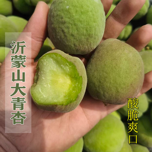 沂蒙山青杏子新鲜孕妇酸水果酸杏