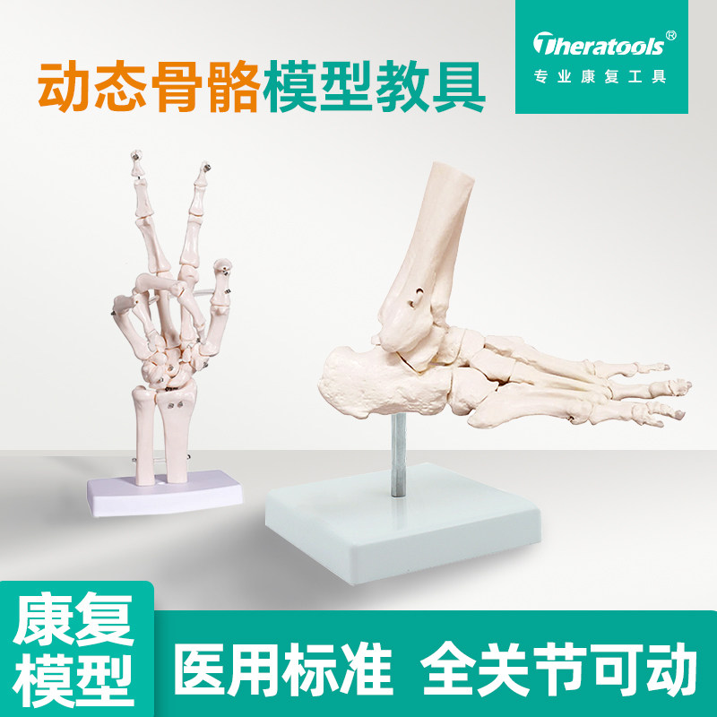 动态足踝脚关节模型手骨关节可活动模型医学手脚解剖教具仿真教学