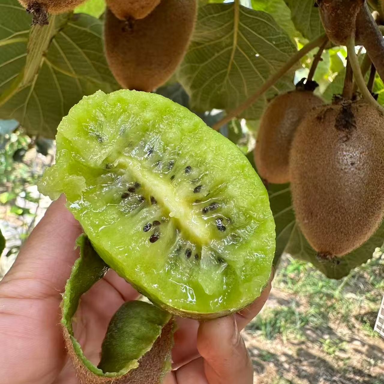 【安心果园 巅峰果期】周至翠香猕猴桃 鲜甜多汁 很有风味4.8-5斤