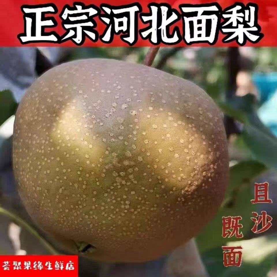 正宗河北面梨新鲜现摘现发5斤应季水果黑面梨放久噎人小红面梨