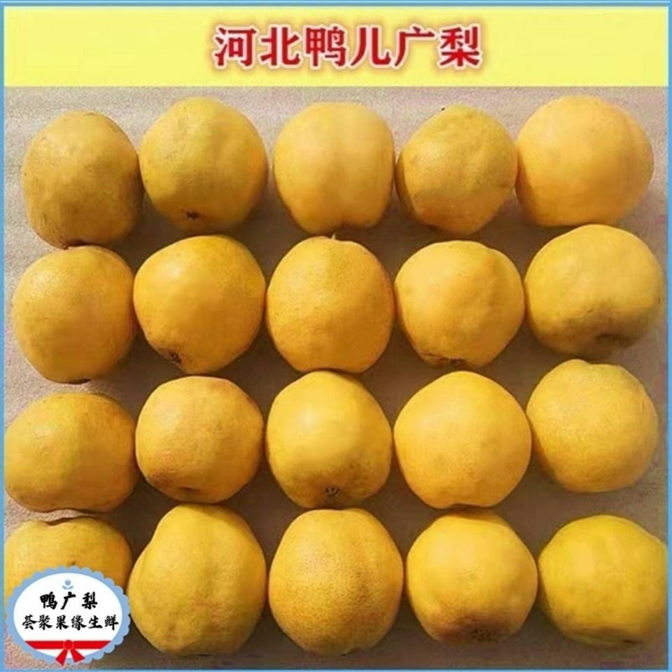 鸭儿梨,_大山谷图库