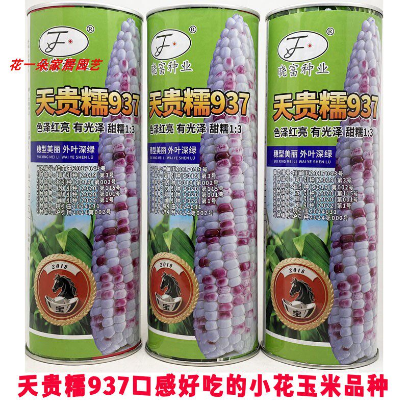 晓富天贵糯937彩甜糯玉米种籽大棒2018宝马加甜糯小花玉米种子 - 实物图
