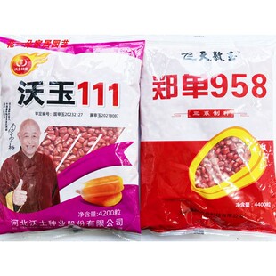郑单958玉米种籽高产大棒耐旱粮饲大田沃玉111玉米种子原装