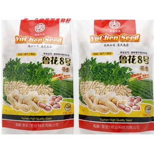 鲁花8号鲁花14号花生种籽高产高油早熟型粉红皮榨油罗汉果花生种