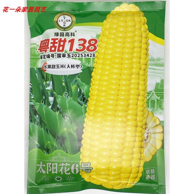 粤甜138超甜水果玉米种子