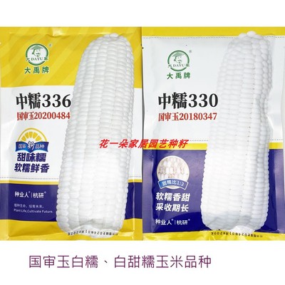 大禹白甜糯玉米种子大棒