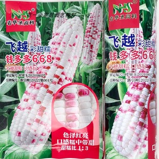 飞越彩甜糯668玉米种籽高产大棒非转甜加糯小花花糯玉米种子包邮