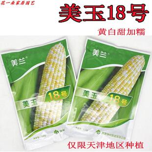 美玉18号黄白甜加糯玉米种籽高产大棒非转双色粘糯玉米种子