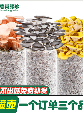 【三个品种】 蘑菇种植包菌包菌种家种菌菇包菇种室内家庭平菇