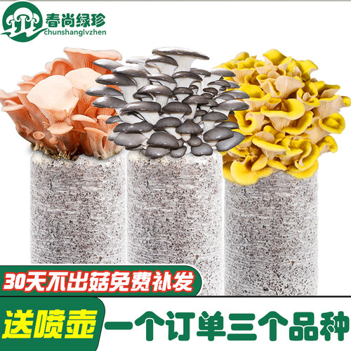 【三个品种】 蘑菇种植包菌包菌种家种菌菇包菇种室内家庭平菇
