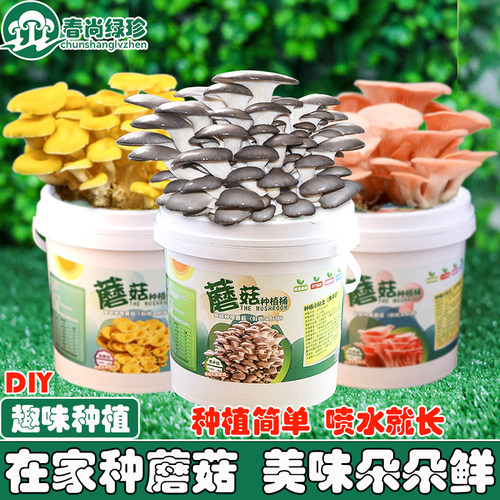 【蘑菇种植桶】蘑菇菌包菌种种植包室内家种菌菇包盆栽儿童趣味