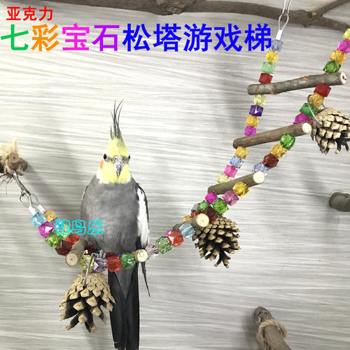 中小型鹦鹉亚克力游戏虎皮牡丹