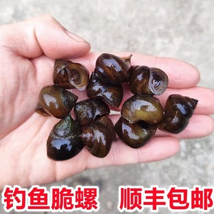 顺丰脆螺钓青鱼鱼饵田螺鲜活螺蛳黄金脆皮螺包活泥螺打窝石螺