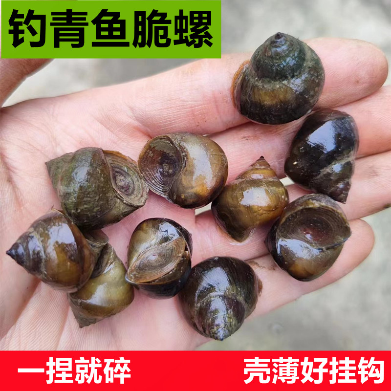 脆螺钓青鱼螺新鲜青鱼泥螺鲜活田螺活体螺蛳鱼饵黑鲩乌青打窝石螺