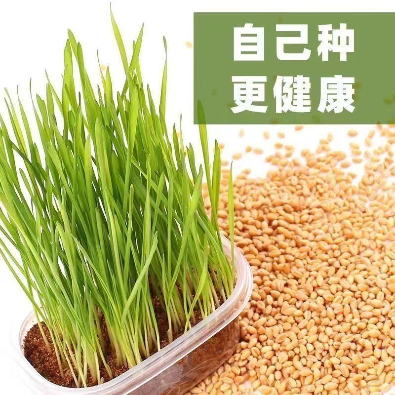 小麦粒大麦芽猫草种子排毛球