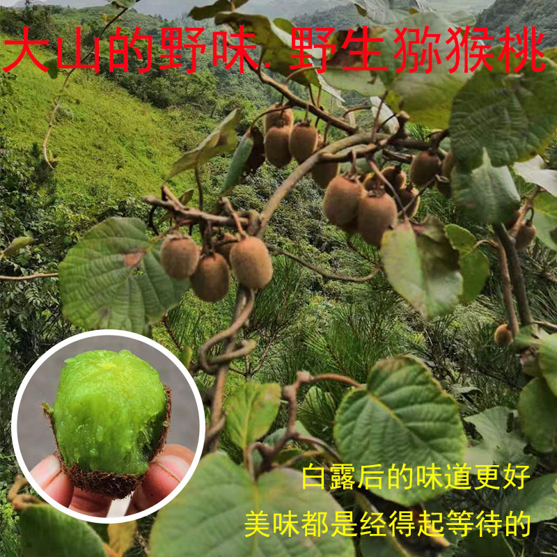 恩施特产新鲜现摘 真正野生猕猴桃奇异果洋桃绿心甜阳桃杨汤梨4斤