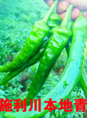 利川老品种新鲜土辣椒 现摘青椒秋海椒辣子农家自种应季时令蔬菜